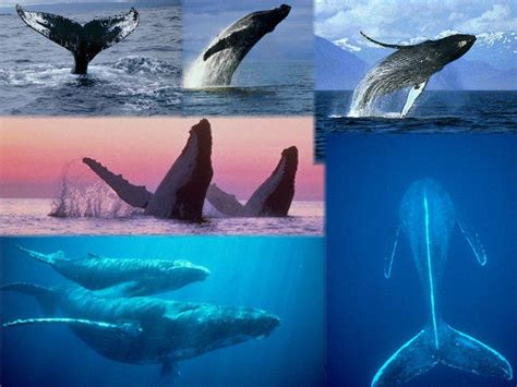 Check spelling or type a new query. Humpback Whale Wallpapers - Wallpaper Cave