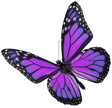 Purple Butterfly PNG roxo butterf | Purple butterfly tattoo, Purple butterfly, Butterfly clip art