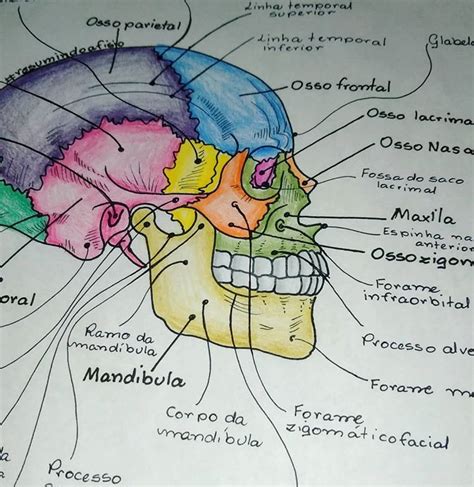 Pin Em Aula Anatomia