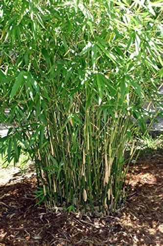 13 Different Types Of Bamboo For Home And Garden Pictures Inside
