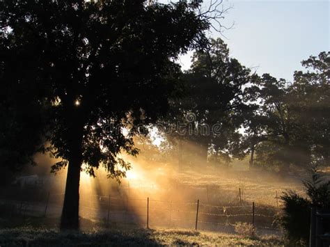 Early Morning Sun Rays Through Foggy Meadow Stock Image Image Of