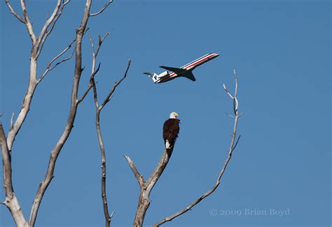 AN AMERICAN ICON | Lake Waco Wildlife Connection