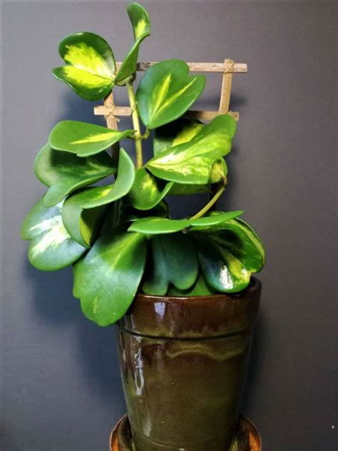 Hoya compacta 'regalis' is an attractive variegated succulent with fleshy, curled dark green foliage edged in creamy white. Hoya kerrii 'Reverse Variegata' | World of Succulents