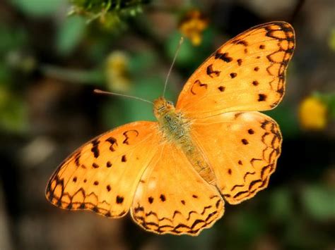 One candidate is asclepias tuberosa, the butterfly weed, which is a perennial plant species of if you have no imago or caterpillars in your garden, then you need to provide a source of salt water. African Savanna Waterhole - Butterflies - Pretoria