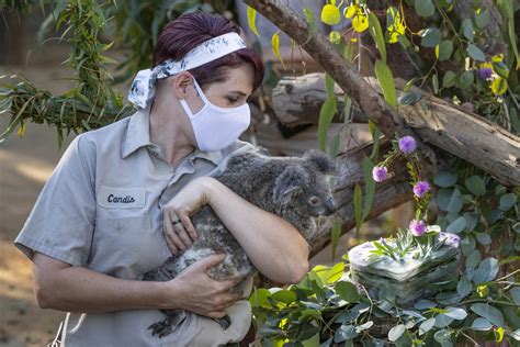Koala Joey Celebrates Birthday At The San Diego Zoo San Diego County News