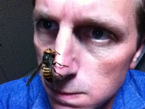 Thank You Global Warming Giant Hornets Are Killing Dozens In China And Eating Bees Across
