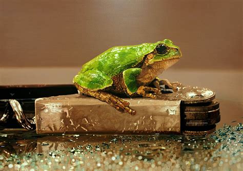 Frog Hyper Realistic Painting By Youngsungkim 7