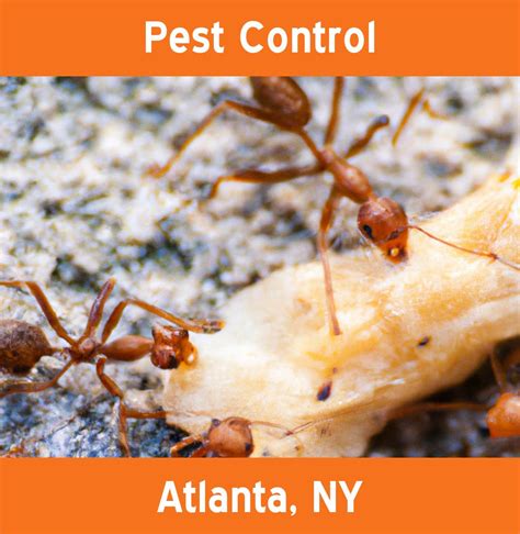 Pest Control Atlanta Ny 888 228 2955