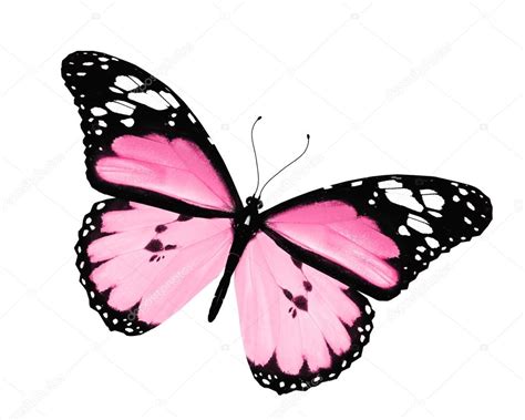 Pink Butterfly Isolated On White Background Stock Photo By ©suntiger