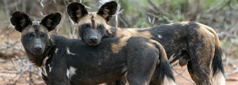 Mpala Live Field Guide African Wild Dog Mpalalive