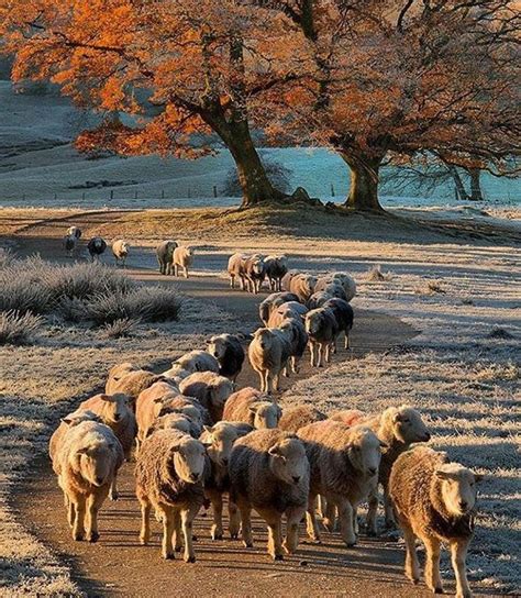 A Herd Of Sheep Walking Down A Dirt Road Next To A Tree With Orange Leaves