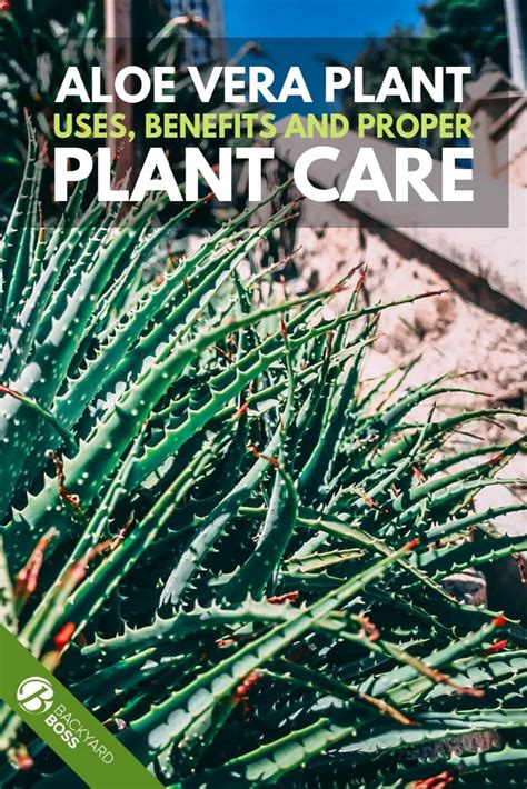 Aloe Vera Plant Uses Benefits And Proper Plant Care