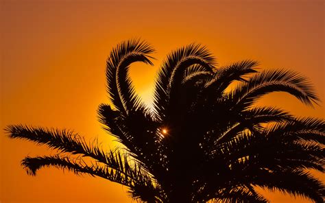 Download Wallpaper 3840x2400 Palm Tree Sunset Leaves Branches 4k