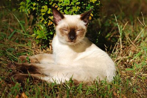 59 Egyptian Siamese Cat Names Lovetoknow Pets