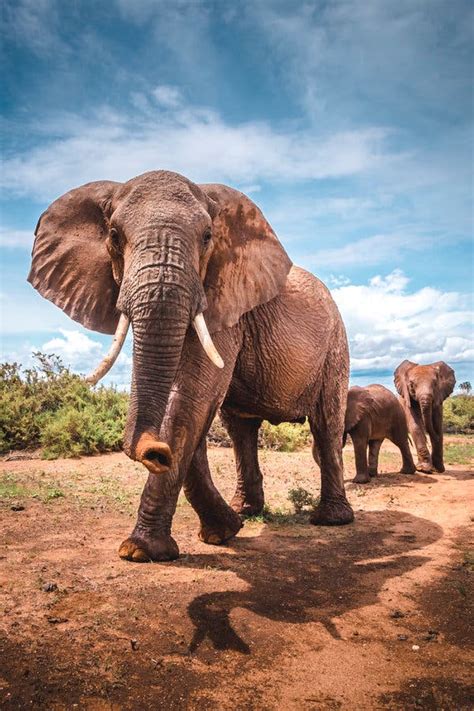Los Elefantes ‘hablan A Pisadas The New York Times