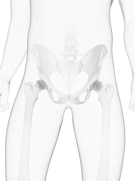 Male Pelvis Bones Photograph By Sciepro Science Photo Library