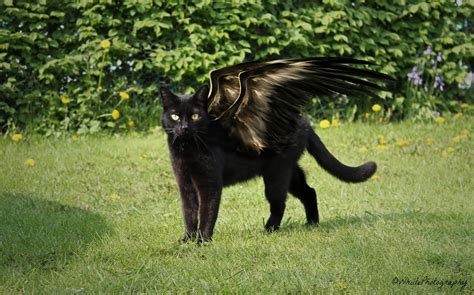 Winged Black Cat By Natassja Berg Hviid On 500px Black Cat Cats