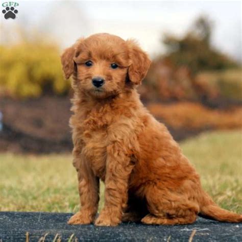Mini goldendoodles have spiked in popularity in recent years because of their energetic and friendly personality. Cheyenne- F1b - Mini Goldendoodle Puppy For Sale in Pennsylvania