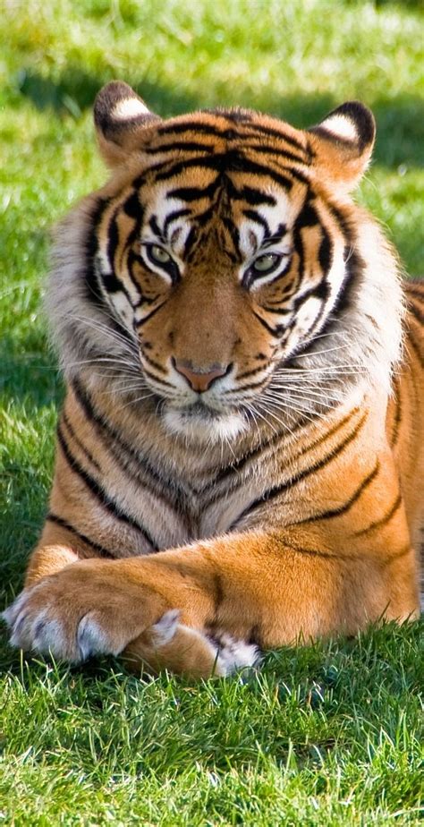 Wild Animals Pictures Tiger