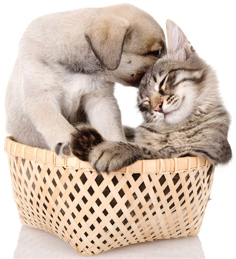 Maybe you would like to learn more about one of these? For Valentine's Day: 25 cute dog and cat pictures - Dogtime