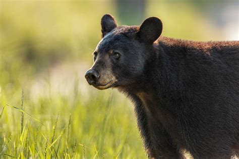 Be Bear Aware Webinar Idaho Conservation League