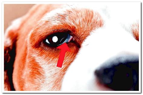The Third Eyelid In Dogs Alterations And Treatments Dogsis