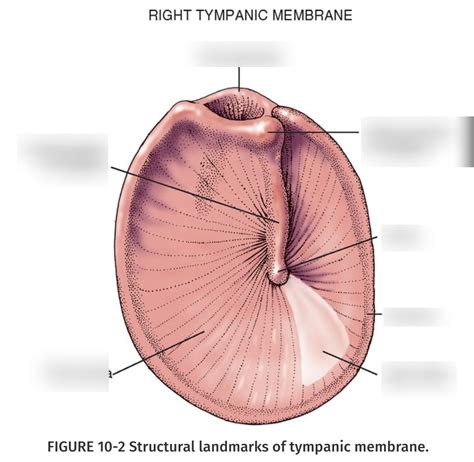 Structural Landmarks Of Tympanic Membrane Diagram Quizlet