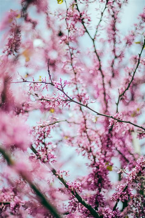 Blooming Sakura Tree In Summer Garden Hd Phone Wallpaper Peakpx