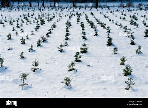 Young Pine Tree Plantation Stock Photo Alamy