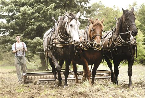 Horse Power Gains Favor Among Farmers