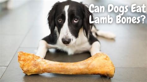 Are Lamb Neck Bones Safe For Dogs The 18 New Answer