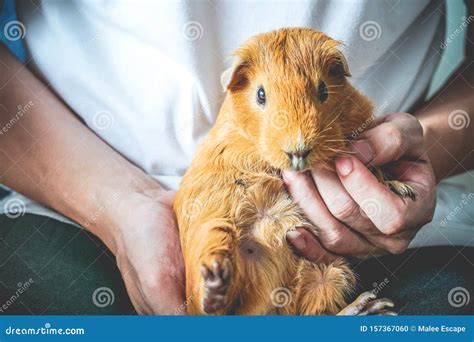 Human Petting Guinea Pig Photos Free And Royalty Free Stock Photos From