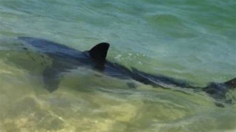 bull shark in shallow waters just metres from swimmers at la perouse daily telegraph