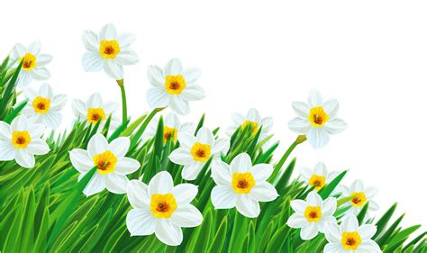 Green Daffodil Clipart 20 Free Cliparts Download Images On Clipground