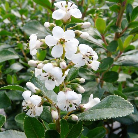 Escallonia Iveyi Bushy Scented Flowering Outdoor Potted Evergreen Shrub