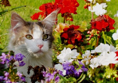 The fact that the cat is obviously terrified says to me this is not the only time it has been tormented by its owner. Plants Poisonous to Dogs & Cats: TOP 15 Most Common ...