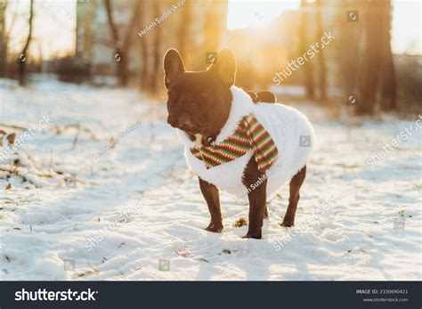 French Bulldog Winter Carnival Clothes Snowman Stock Photo 2100690421