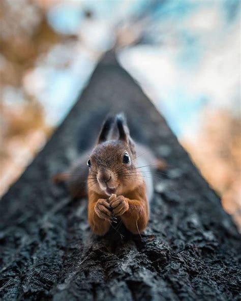 This Photographer Takes Stunning Pictures Of Finnish Animals That Look
