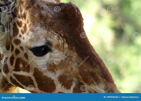 Close Up Of A Giraffe S Eye Stock Photo Image Of Muzzle Gaze 109990530
