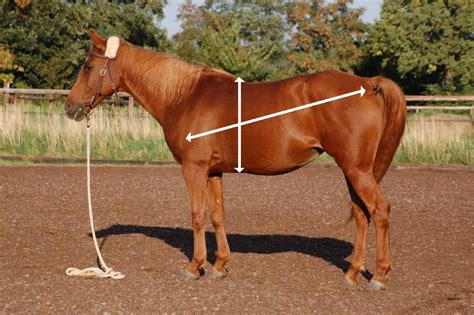 How to measure fundal height: How to measure the weight of your horse