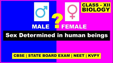 how is sex determined in human beings sex determination class 12 and 10 biology youtube