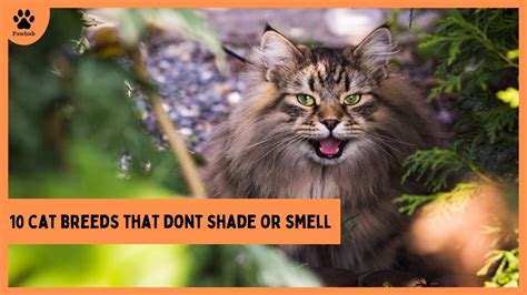 10 Cat Breeds That Dont Shade Or Smell All Cats Youtube