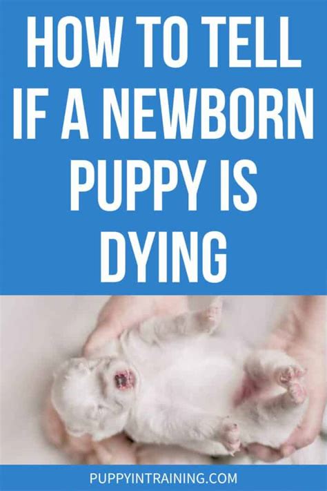 How To Tell If A Newborn Puppy Is Dying And What You Can Do