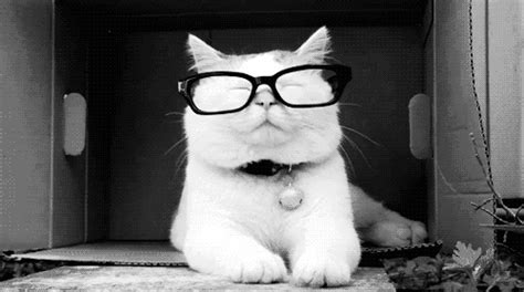 Glasses Kitten  Wiffle