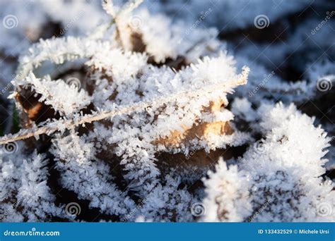 Winter Cold Frost Stock Image Image Of Background 133432529