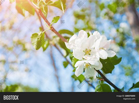 Spring Flowers Image And Photo Free Trial Bigstock
