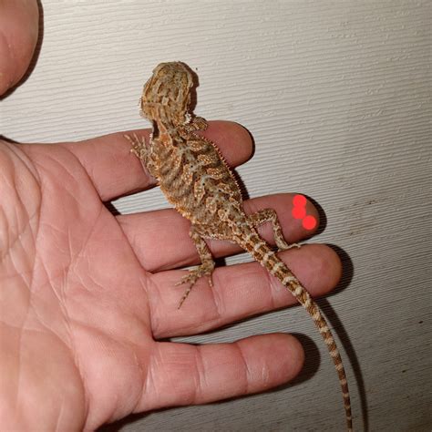 Het Hypo Central Bearded Dragon By Southern Dragons Morphmarket