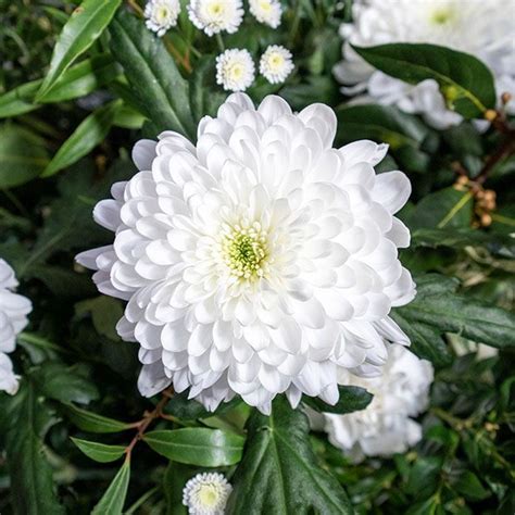 The Different Types Of Chrysanthemums Garden Lovers Club