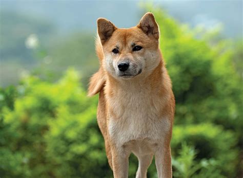 The shiba inu is a beautiful spitz dog. Shiba inu | breed of dog | Britannica