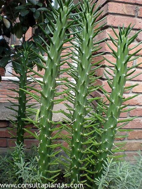 25 tipos de cactus sin espinas suscríbete al canal para más contenido y activar la campanita de notificaciones y no olvides dejarme tus sugerencias. Opuntia subulata o Chumbera fina | Cuidados